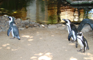 African Black Footed Penguins, in Maui hotel lobby. Myra really got a kick out of watching these.