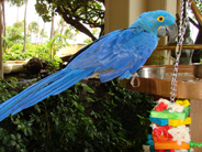 Christopher, hyacinth Macaw, in Maui hotel lobby