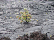 life renewal - flowers growing in lava