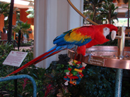 Popeye, scarlet Macaw, in Maui hotel lobby