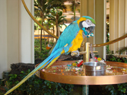 Roger, blue and gold Macaw, in Maui hotel lobby