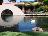 swan - Maui hotel gardens