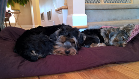 Milo and Tazzie sleeping on comforter - March 2016