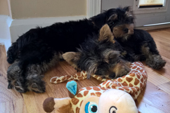 Milo using Tazzie as a headrest - July 2015