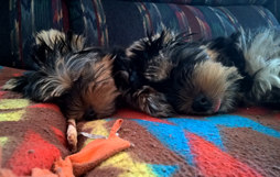 Tazzie and Milo sleeping on the couch - July 2015