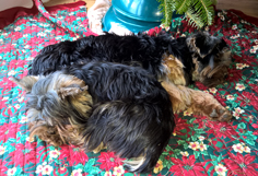 Tazzie and Milo chillingunder the Christmas tree - December 2015