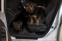 Tazzie and Milo ready for a drive - November 2015