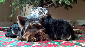 Tazzie chilling under the Christmas tree - December 2015