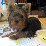 Tazzie helping me study Todd's SharePoint book - November 2015