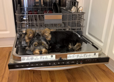 Tazzie helping with the dishwasher - August 2015
