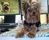 Tazzie on Myra's desk - April 2016