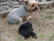 Bear and Brandy - first day with us-April 2009