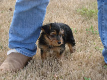 Bear's first day with us, staying close to Myra-April 2009