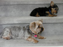 Brandy and Bear on the stairs-April 2009